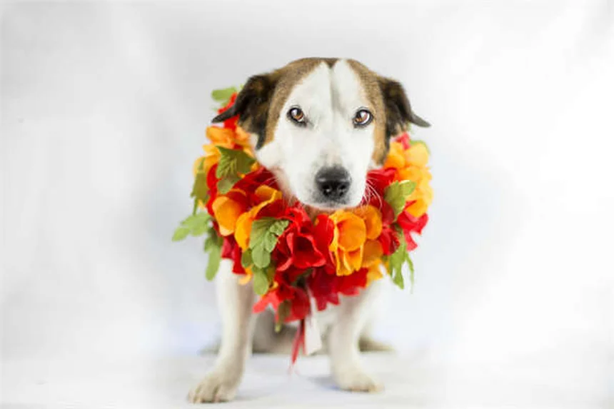 Darmverschluss beim Kaninchen: Symptome & Soforthilfe